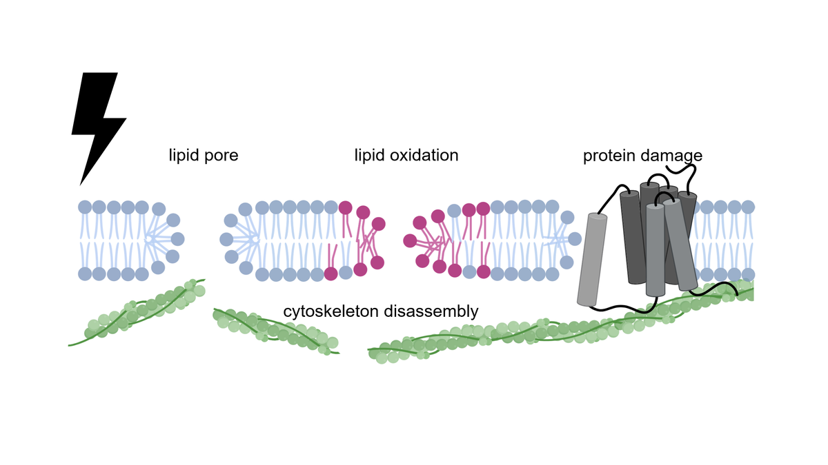 Molecular mechanisms of electroporation