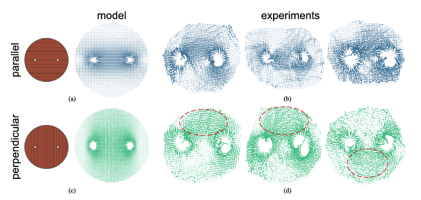 Comparison of current density in tissue model and ex vivo muscle